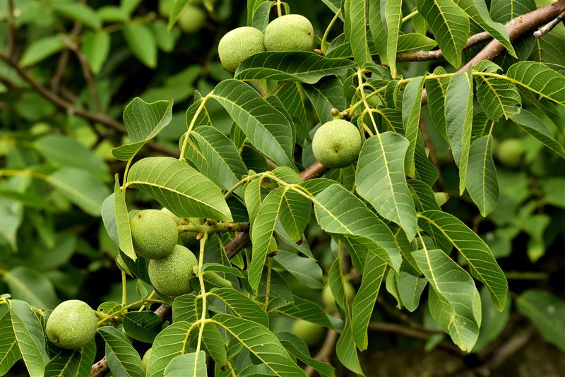 A close up picture of a walnut tree branch, green and covered in walnuts